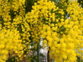 vignette Acacia dealbata 'Marchal Joffre'