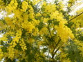 vignette Acacia dealbata 'Marchal Joffre'