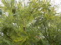 vignette Acacia cardiophylla