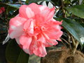vignette Camellia rusticana 'Kasuga Yama'