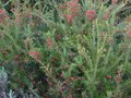vignette Grevillea rosmarinifolia au 16 01 11