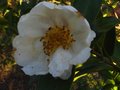 vignette Camellia sasanqua narumigata toujours bien fleuri au 16 01 11