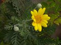 vignette Euryops pectinatus bouture fleurie en serre au 16 01 11