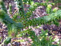 vignette westringia brevifolia