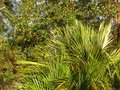 vignette Arbutus andrachnoides en fleurs sous le regard du Chamaerops humilis au 17 01 11