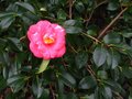 vignette Camellia japonica Lady Clare au 18 01 11