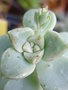 vignette Graptopetalum paraguyayense ssp. bernalense 18 1 2011 Nelde
