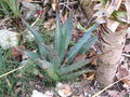 vignette Agave cerulata ssp. nelsonii 3