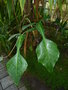 vignette Philodendron joepii