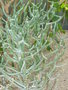 vignette Euphorbia cedrorum