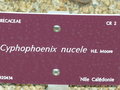 vignette Cyphophoenix nucele