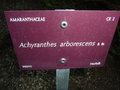 vignette Achyranthes arborescens