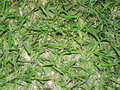 vignette Sauterelle de cocotier (Pseudophyllanax imperialis)...  trouver sur la photo