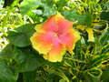 vignette Hibiscus rosa sinensis jaune et rouge