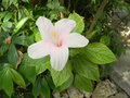 vignette Hibiscus rosa sinensis blanc