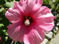 vignette Hibiscus syriacus