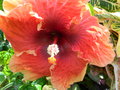 vignette Hibiscus rosa sinensis