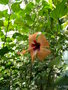 vignette Hibiscus rosa sinensis orange