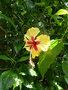 vignette Hibiscus rosa sinensis 'Sylvia Goodman'