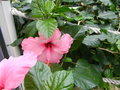 vignette Hibiscus rosa sinensis rose