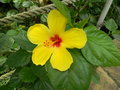 vignette Hibiscus rosa sinensis jaune