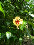 vignette Hibiscus rosa sinensis 'Sylvia Goodman'