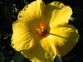 vignette Hibiscus rosa sinensis jaune