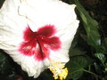 vignette Hibiscus rosa sinensis blanc