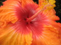 vignette Hibiscus rosa sinensis orange