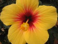 vignette Hibiscus rosa sinensis jaune