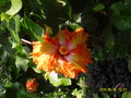 vignette Hibiscus rosa sinensis bicolore