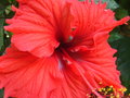 vignette Hibiscus rosa sinensis rouge