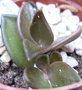 vignette Kenophyllum acutifolium 23 1 2011 Nelde