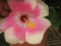 vignette Hibiscus rosa sinensis rose et blanc