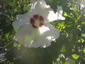 vignette Hibiscus syriacus