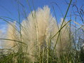 vignette Cortaderia selloana alba