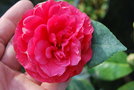 vignette Camellia japonica 'Rosendale's Beauty' (GB 1961)