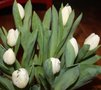 vignette bouquet tulipes blanches