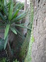 vignette Ficus pumila variegata / Yucca