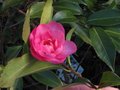 vignette Camellia hiemalis chansonnette au 22 01 11
