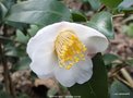 vignette Camlia ' SPRING MIST ' camellia hybride, parfum