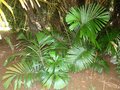 vignette Arenga obtusifolia