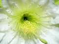 vignette Cereus peruvianus