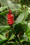 vignette Costus arabicus (Zingiberaceae)