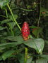 vignette Costus arabicus (Zingiberaceae)