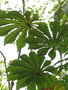 vignette feuilles de Cecropia glaziovi (Embava vermelha)