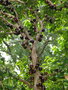 vignette Myrciaria cauliflora (Jabuticaba, Guapuru ou Brazilian grape tree)