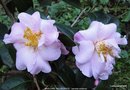 vignette Camlia ' MARJORIE WALDEGRAVE ' camellia hybride  williamsii