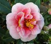 vignette Camlia ' TAMA VINO ' camellia japonica
