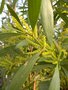 vignette Acacia longifolia (Mimosa chenille)